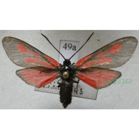 Zygaena osterodensis Reiss, 1921 Czech49a